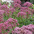 20 Seeds of Eupatorium maculatum - Spotted Joe Pye Weed. Native Perennial with Extravagant Tight Clusters of Charming Pink Flowers with Purple Stems