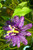 Passion Fruit Purple Flower Vine Maypop Passiflora INCARNATA Plant Seed 10 Seeds