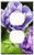 Switch Plate Outlet Cover - Ranunculus Flower Purple Bloom Spring Blossom