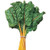 UtopiaSeeds Orange Fantasia Swiss Chard Seeds - Beautiful and Delicious Leafy Greens