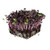 Organic Sango Purple Radish Seeds - 1 Oz - Purple Leaves - Non-GMO  Vegetable  Sprouting and Microgreen Seed