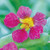 Burpee Summer Gown  Purple Emperor  Nasturtium Seeds 125 seeds