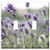 Switch Plate Double Toggle - Lavender Purple Lavender Flowers Violet Blossom