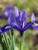 50 PURPLE OREGON IRIS  Tough-Leaf Iris  Iris Tenax Flower Seeds