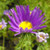 100 PURPLE Smooth Violet PRAIRIE ASTER Aster Tanacetifolia Flower Seeds