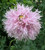 500 LILAC POMPOM PEONY POPPY Papaver Somniferum Purple Pompon Flower Seeds