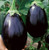 AchmadAnam Fresh Seeds - Black Beauty Eggplant Seed - Heirloom Purple Aubergine Seeds  3.0gr  -Plus720