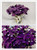 10 pcs Purple Shamrock- Oxalis triangularis Bulbs Easy Grow Perennial