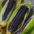 VietFA Blue Corn S??ds for Pl?nting - 50 S??ds R?re