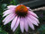 1000 PURPLE CONEFLOWER Echinacea Purpurea Flower Seeds