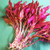HOT Alternanthera Reineckii Rosanervig Bunch Freshwater Live Aquarium Plant Red Rare
