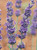 Findlavender - Lavender Angustifolia Royal Velvet  Dark Purple Flowers  - 4" Size Pots - Zones 5-10 - Bee Friendly - Attract Butterfly - Evergreen Plant - 1 Live Plant