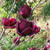 Elwyn 10 Magnolia Yulan Tulip Tree Flower Seeds Deep Purple Black.