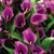 Elwyn 10pcs Purple Calla Lily Flower Seeds
