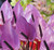 Elwyn 100 Purple anthurium Flower Seeds
