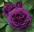 Elwyn 5pcs Deep Purple Rose Flower Seeds