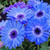 Elwyn 100 Blue Gerbera Daisy Flower Seeds