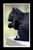 Single Toggle  1-toggle  Light Switch Plate Cover - Squirrels - Black Squirrel