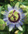 PAPCOOL 25Plus Blue Passion Flówer Passiflora Caerulea Flówer S??DS A503