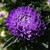 PAPCOOL Aster S??DS for Pl?nting - 25Plus. Aster Flówer S??DS Milady Blue A106