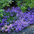 PAPCOOL Bellflower S??DS for Pl?nting - 25Plus Bellflower S??DS Blue A156