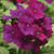 50 Verbena Se-EDS Quartz Xp Purple Verbena Se-EDS