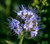 PAPCOOL Lacy Phacelia S??ds 1 700Plus  Purple Tansy Flówer  Tanacetifolia -T