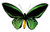 Ornithoptera Priamus Green Black Yellow Butterfly Decal - 6" wingspan