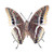 Red and Brown Moth Vinyl Decal - 6" wingspan