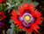 Organic Jimi's Flag Poppy Scarlet Red Lavender  and  Purple Papaver Flower Jocad  200 Seeds