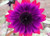 20pcs  Bag Rare Purple Sunflower Seeds Bonsai Charming Annuus Helianthus Potted Garden Flower Plant for Home Garden Planting