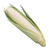 Burpee Silver Choice Sweet Corn Seeds 200 seeds