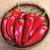 Burpee Born to be Mild Hot Pepper Seeds 20 seeds