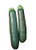 Burpee Sure Thing Zucchini Summer Squash Seeds 25 seeds