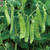 Burpee Oregon Sugar Pod II (Organic) Pea Seeds  200 seeds