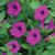 Burpee Tickled Pink Hybrid Petunia Seeds 10 seeds