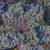 Burpee Scarlet Kale Seeds 500 seeds