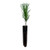 Austrian Black Pine  Small Tree Seedling  The Jonsteen Company