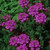 1000 Purple Verbena Moss Seeds