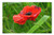 LESGAULEST Doormat Floor Rug Mat  23.6 x 15.7 inch  - Poppy Field Poppies Flowers Red Meadow 2 LESGAULEST Doormat Floor Rug Mat  23.6 x 15.7 inch  - Poppy Field Poppies Flowers Red Meadow 2