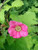 20 Purple Flowering Raspberry Thornless Edible Rubus Odoratus Fruit Berry  ALYFP  ct Can Grow in Pot