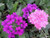 200 Pink  and  Purple Moss Verbena Verbena Tenuisecta Flower  RSLNP  ct Can Grow in Pot
