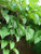 Dioscorea Alata Purple Yam tyn4a1w  5 Seeds