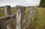 Posterazzi Hawaii Lanai A wooden fence on a green pasture. Poster Print   19 x 12