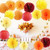 Furuix Fall Party Decorations Fall Burgundy Orange Party Kit Tissue Pom Pom Paper Lanterns Thanksgiving Party Decorations Autumn Theme Burgundy Orange Birthday Party Decorations