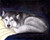 Siberian Husky with Blue Eyes Signed Art Print of Original Painting
