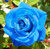 PAPCOOL Rose Blue Sky 20 200 Or 2000 S??DS - 20 S??DS