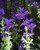 PAPCOOL Blue Monday Salvia Flówer S??DS Annual 40Plus S??DS