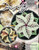 Poinsettia Table Topper Quilt Pattern by Quiltworx,Multi