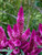 30Plus Purple Flamingo Celosia   Self-Seeding Annual   Flower   ASFP  ct